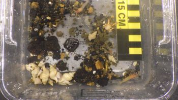 Media type: image;   Invertebrate Zoology 153109 Description: live specimen;